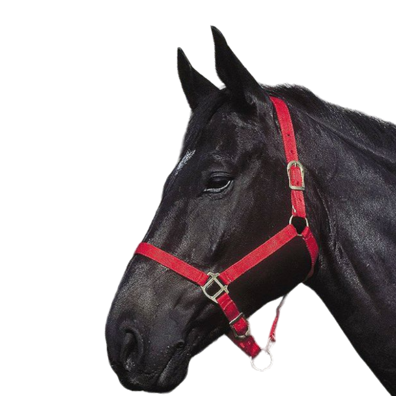 Riding World - Red Nylon Halter