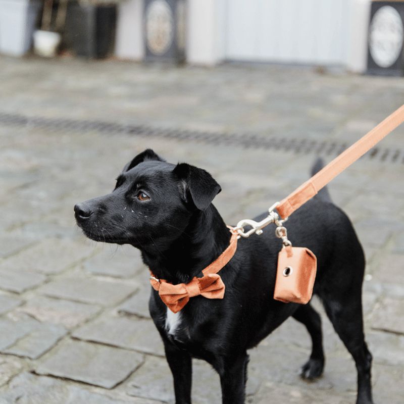 Kentucky Dogwear - Nœud papillon velvet orange | - Ohlala