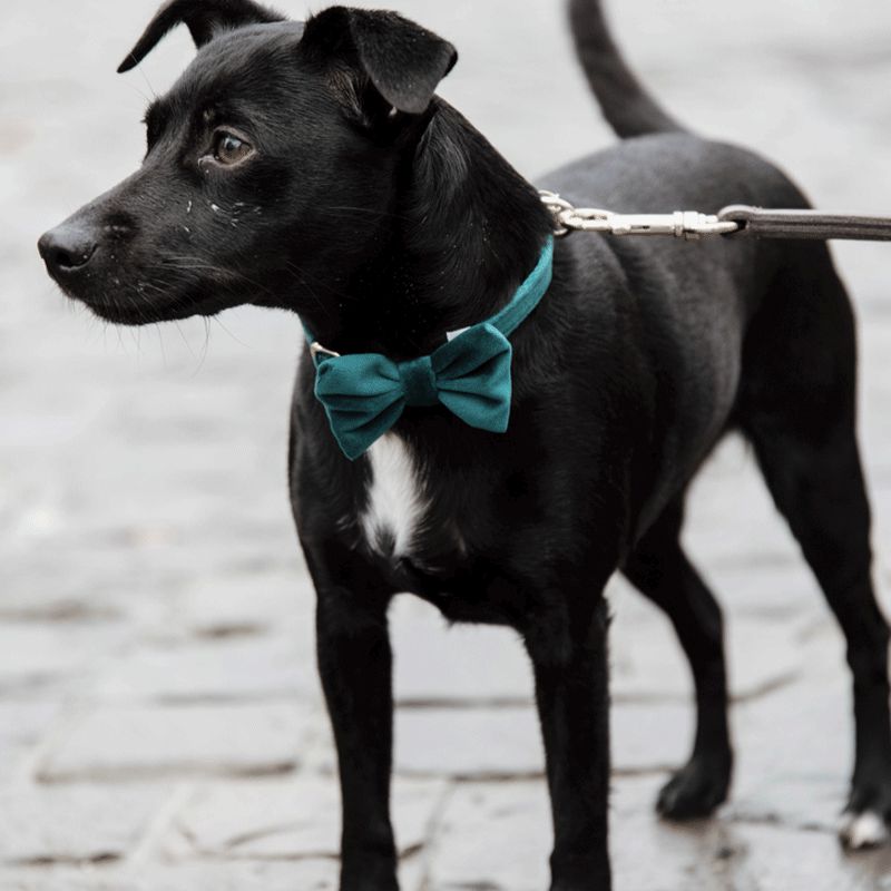 Kentucky Dogwear - Nœud papillon velvet vieux emeraude | - Ohlala