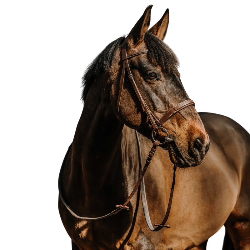 Norton - Bridon Hunter Comfy havane
