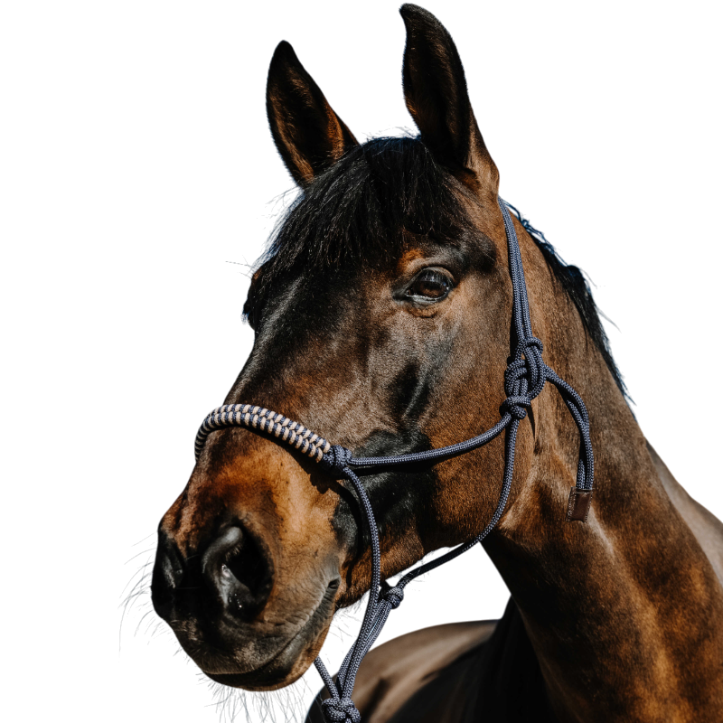 Norton - Ethological halter set and marine beige longe 