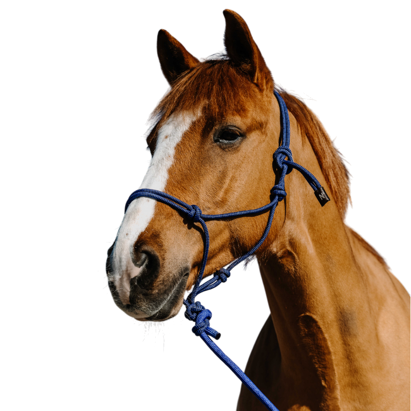 Norton - Ethological halter and Duo blue/black lunge line 