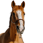 Norton - Ethological Headcollar and Lead Rope Set Suede Beige/Brown | - Ohlala