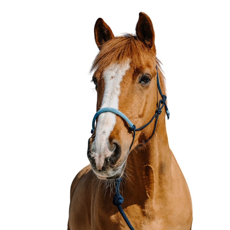 Norton - Ethological halter set and marine blue long line 
