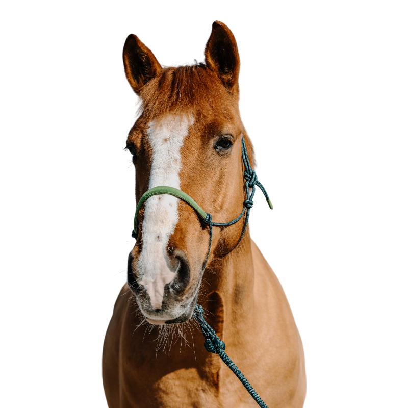Norton - Ethological halter set and long line Sweden dark green/ light green 