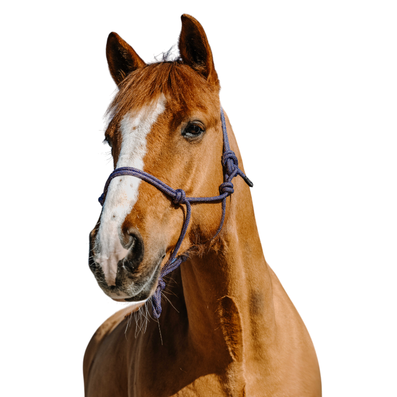 Norton - Royal blue ethological halter/ gold 