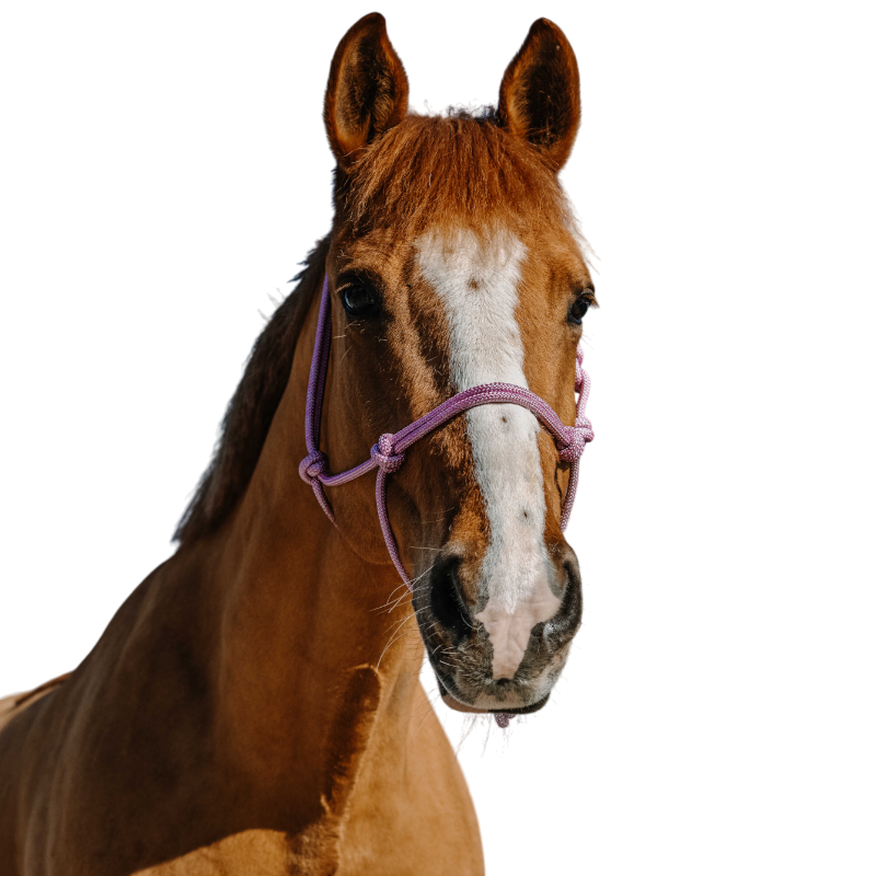 Norton - Ethological halter Glim pink/silver 