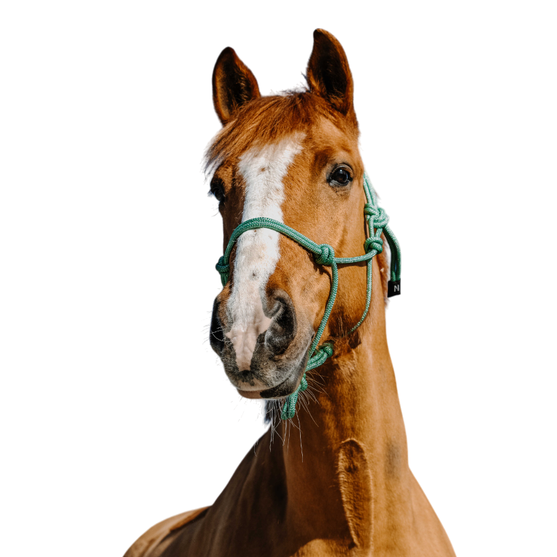 Norton - Light green/silver ethological halter 