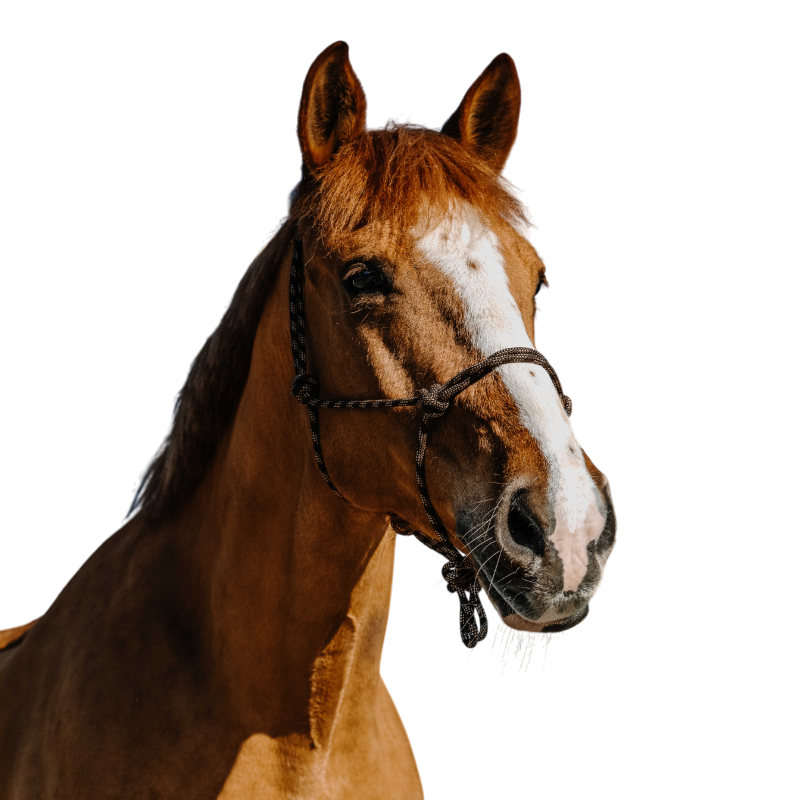 Norton - Zary brown ethical halter 