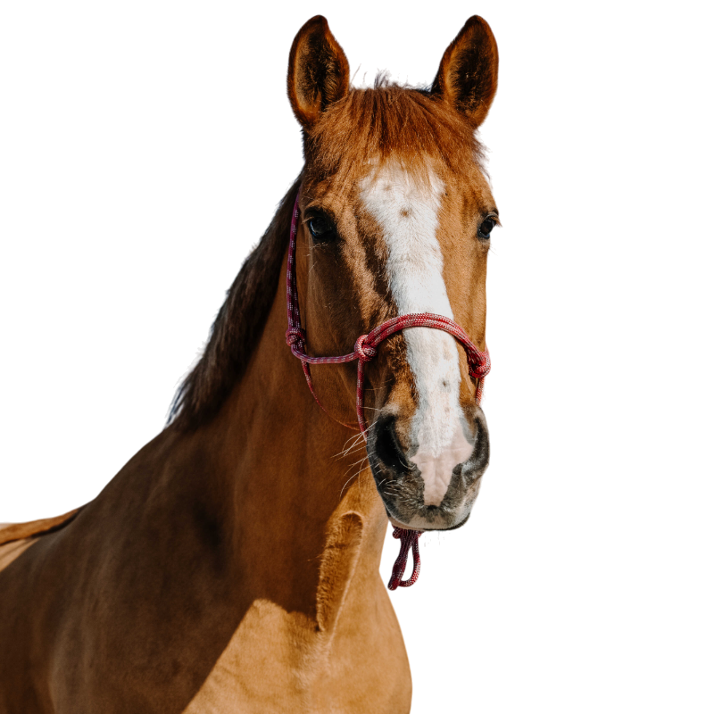 Norton - Zary old pink ethological halter 