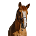 Norton - Navy nylon ethological headcollar | - Ohlala