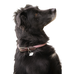 Pénélope - Hundehalsband Billie rosa/ lurex | - Ohlala