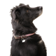 Pénélope - Collier pour chien Billie rose/ lurex | - Ohlala
