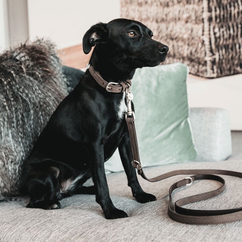 Kentucky Horsewear - Laisse pour chiens brun velvet | - Ohlala