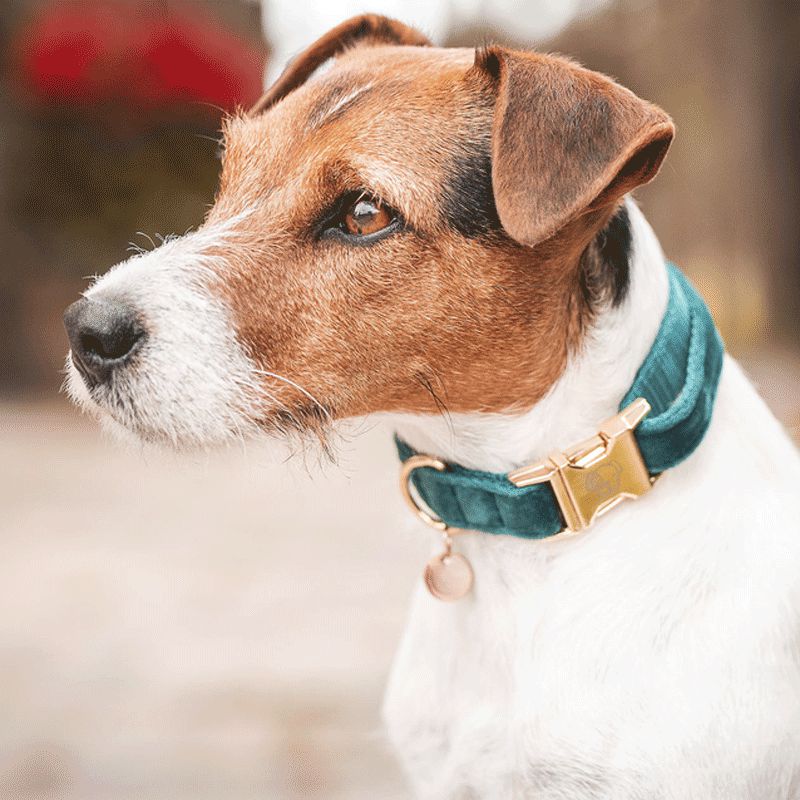 Kentucky Horsewear - Colliers pour chiens Velvet Emeraude | - Ohlala