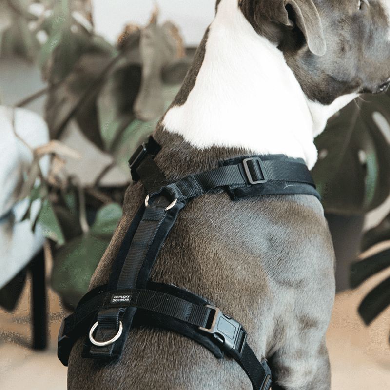 Kentucky Dogwear - Harnais pour chien actif velvet noir | - Ohlala
