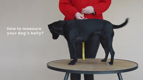 Kentucky Dogwear - Body safe Wool dog harness gray