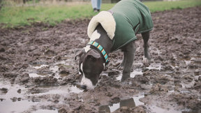 Kentucky Dogwear - Waterproof Dog Coat