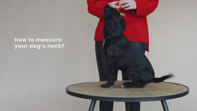 Kentucky Dogwear - Black Houndstooth Dog Collar