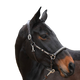 Jump'In - Licol en cuir One Premium Clincher noisette | - Ohlala