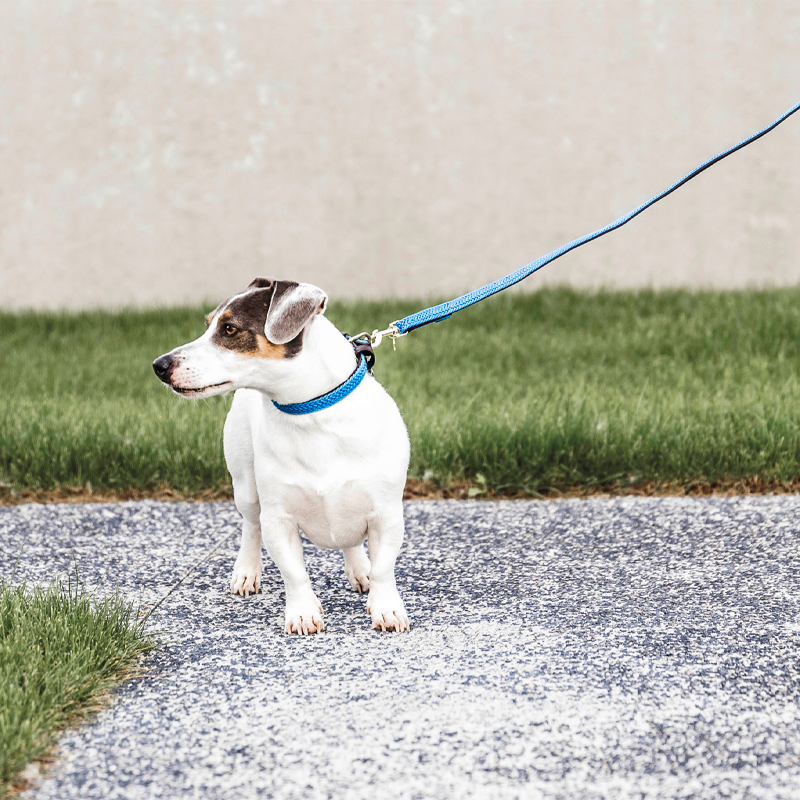 Kentucky Dogwear - Laisse pour chien Plaited Nylon 120 cm S bleu clair | - Ohlala