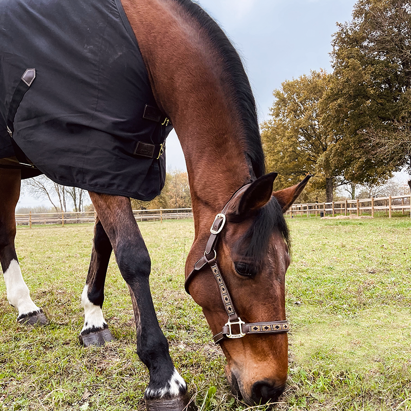 Kentucky Horsewear - Chemise coton noir | - Ohlala