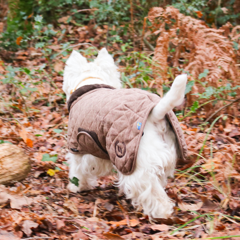 Back On Track - Manteau pour chien marron collection Haze | - Ohlala