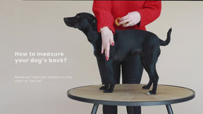 Kentucky Dogwear - Reflective &amp; Water-Repellent Dog Coat Belly Flap 150g