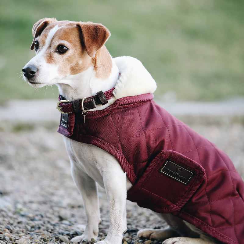 Kentucky Dogwear - Manteaux pour chiens 160g bordeaux | - Ohlala