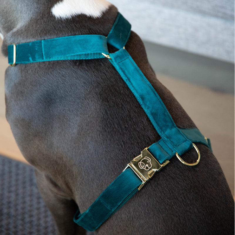 Kentucky Dogwear - Harnais pour chiens Velvet émeraude | - Ohlala