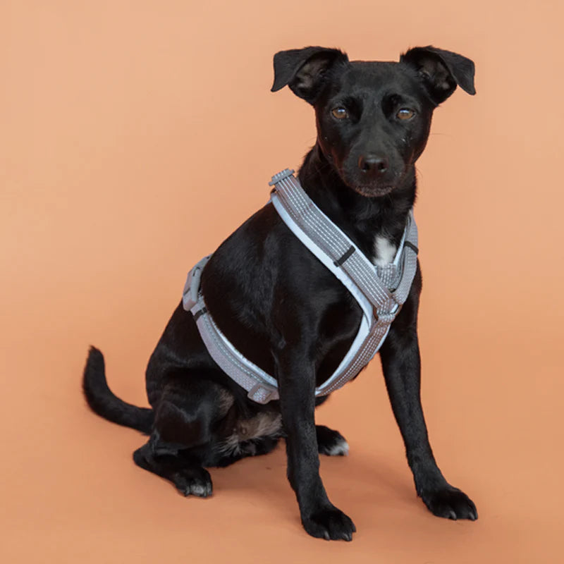 Kentucky Dogwear - Harnais pour chien active Reflective | - Ohlala