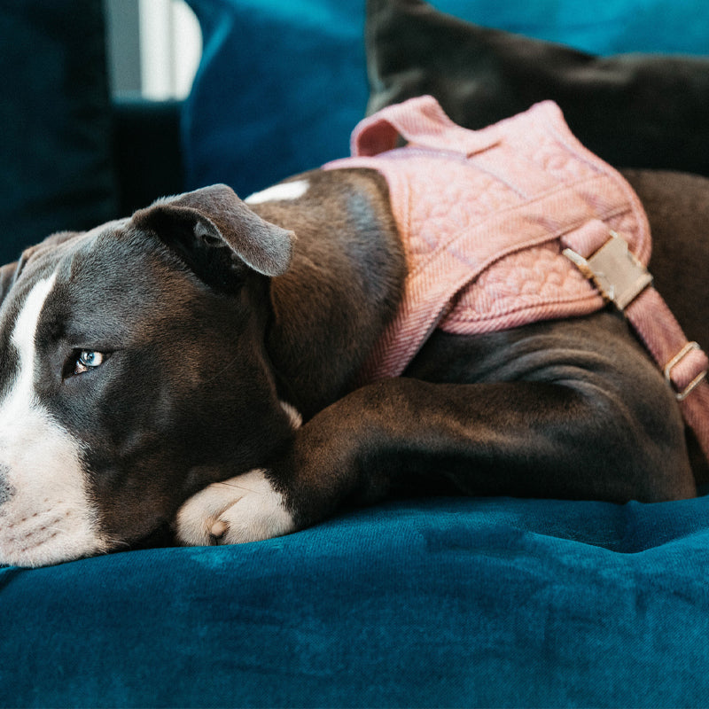 Kentucky Dogwear - Harnais pour chiens Body safe Wool rose | - Ohlala