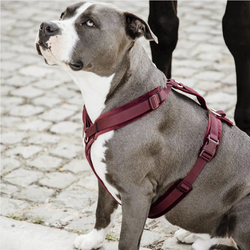 Kentucky Dogwear - Harnais pour chien actif velours bordeaux | - Ohlala