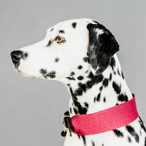 Kentucky Dogwear - Collier pour chien Jacquard rose | - Ohlala