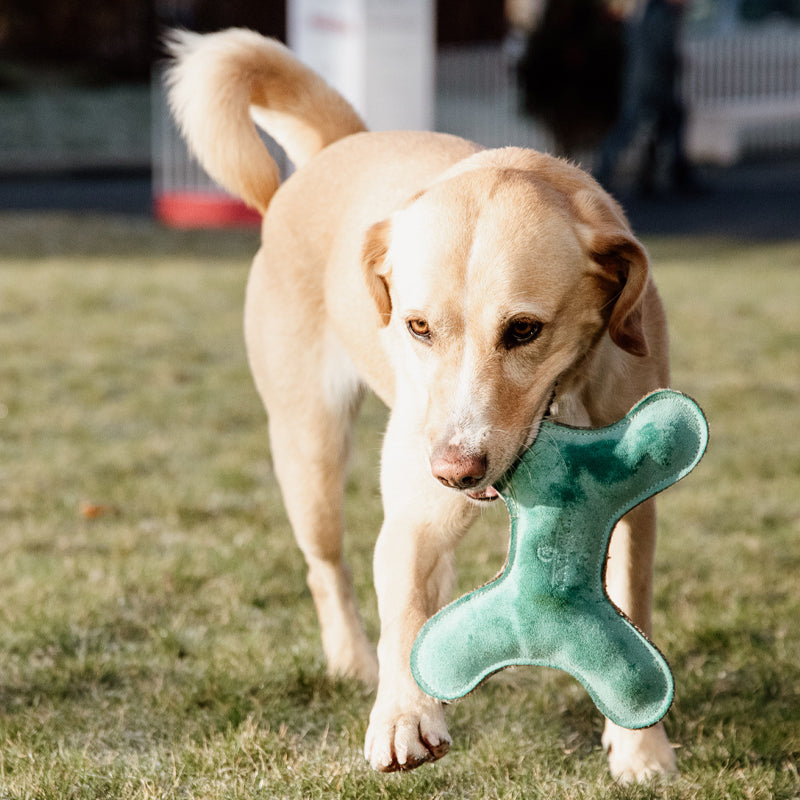 Kentucky Dogwear - Jouet pour chien Os pastel emeraude | - Ohlala