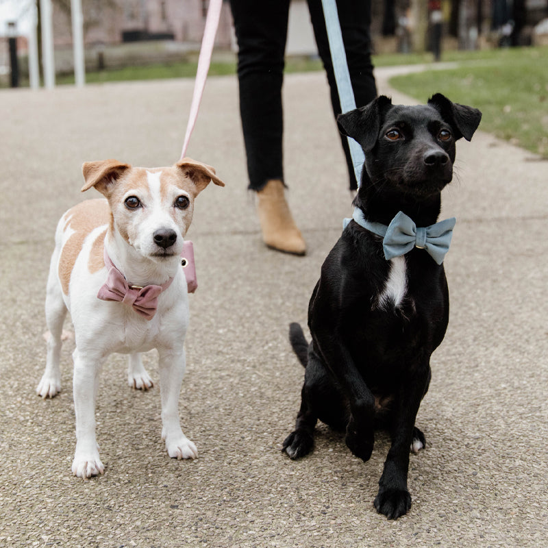 Kentucky Dogwear - Nœud papillon velvet bleu | - Ohlala