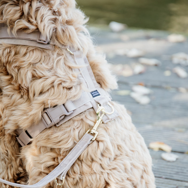 Kentucky Dogwear - Laisse pour chien Velvet 2m beige | - Ohlala