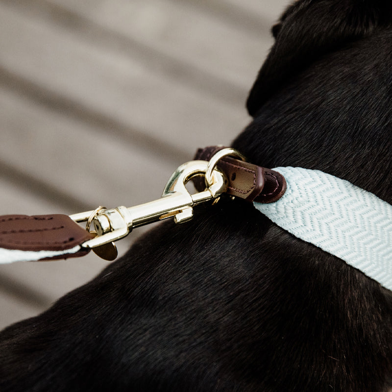 Kentucky Dogwear - Laisse pour chien Jacquard bleu ciel | - Ohlala