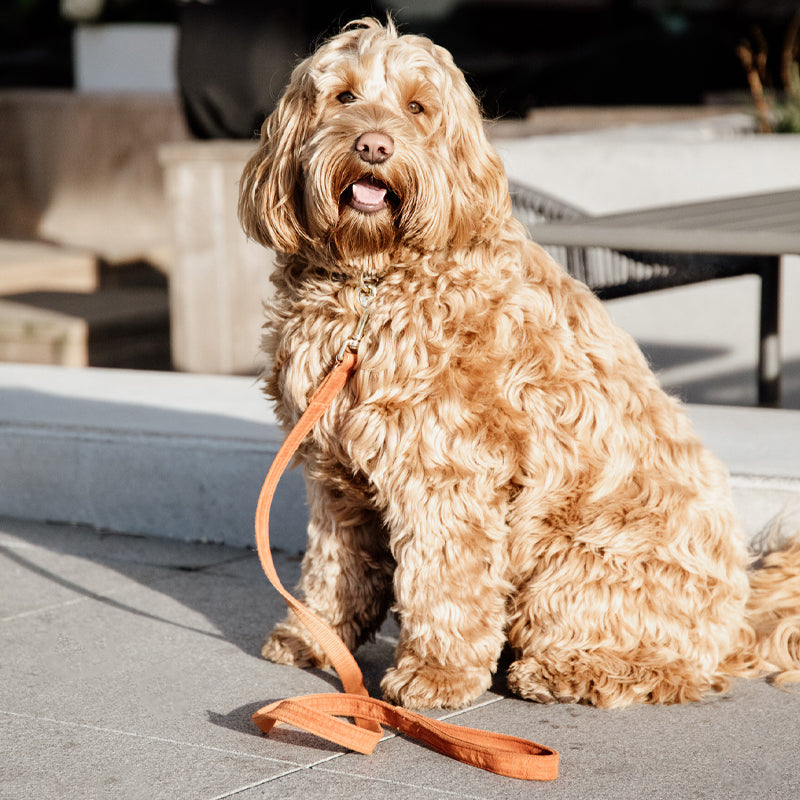 Kentucky Dogwear - Laisse pour chien Velvet 2m orange | - Ohlala