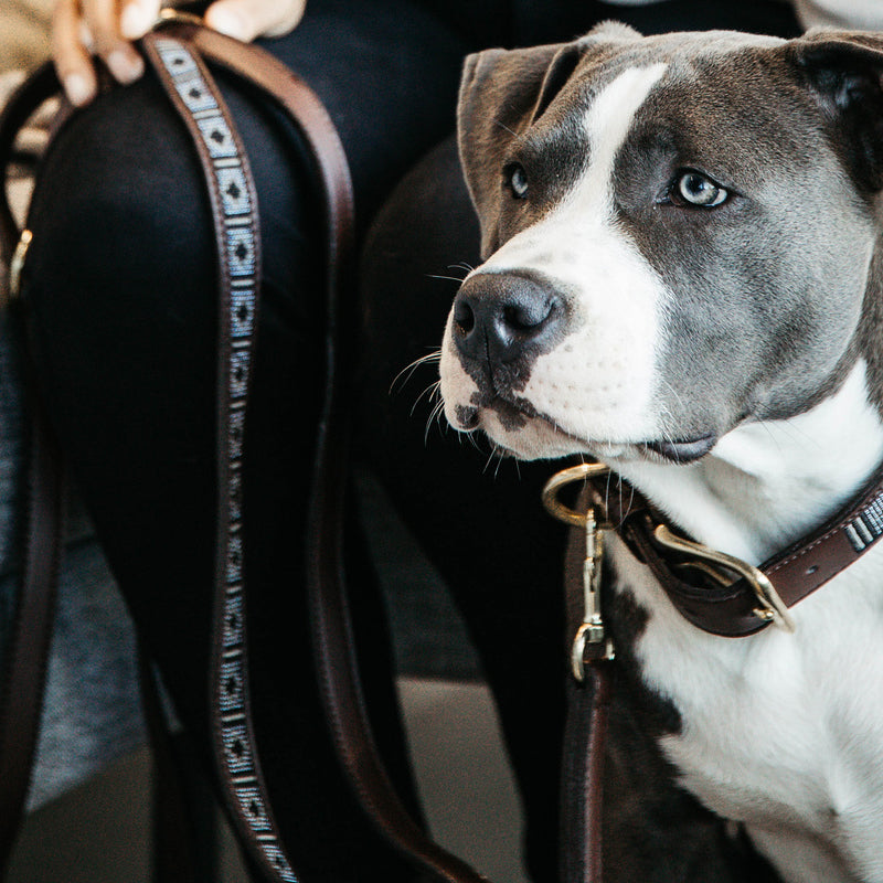 Kentucky Dogwear - Laisse pour chien perles faites main 250 cm argent | - Ohlala