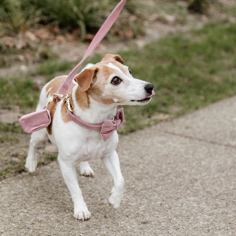 Kentucky Dogwear - Nœud papillon velvet vieux rose | - Ohlala