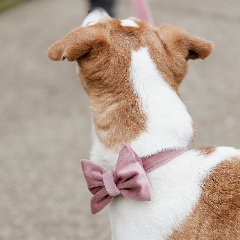 Kentucky Dogwear - Nœud papillon velvet vieux rose | - Ohlala