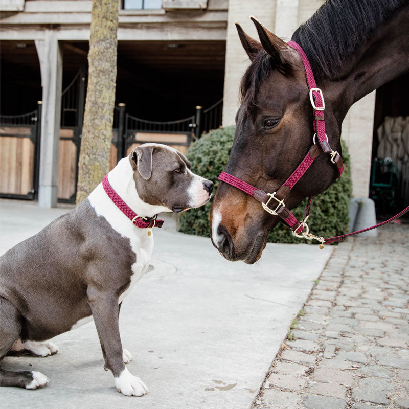 Kentucky Horsewear - Licol nylon tressé bordeaux | - Ohlala