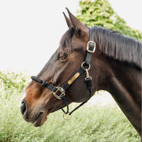 Kentucky Horsewear - Licol cheval Control | - Ohlala