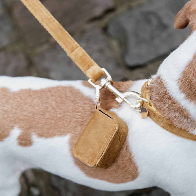 Kentucky Dogwear - Laisse pour chien Velvet 2m moutarde | - Ohlala